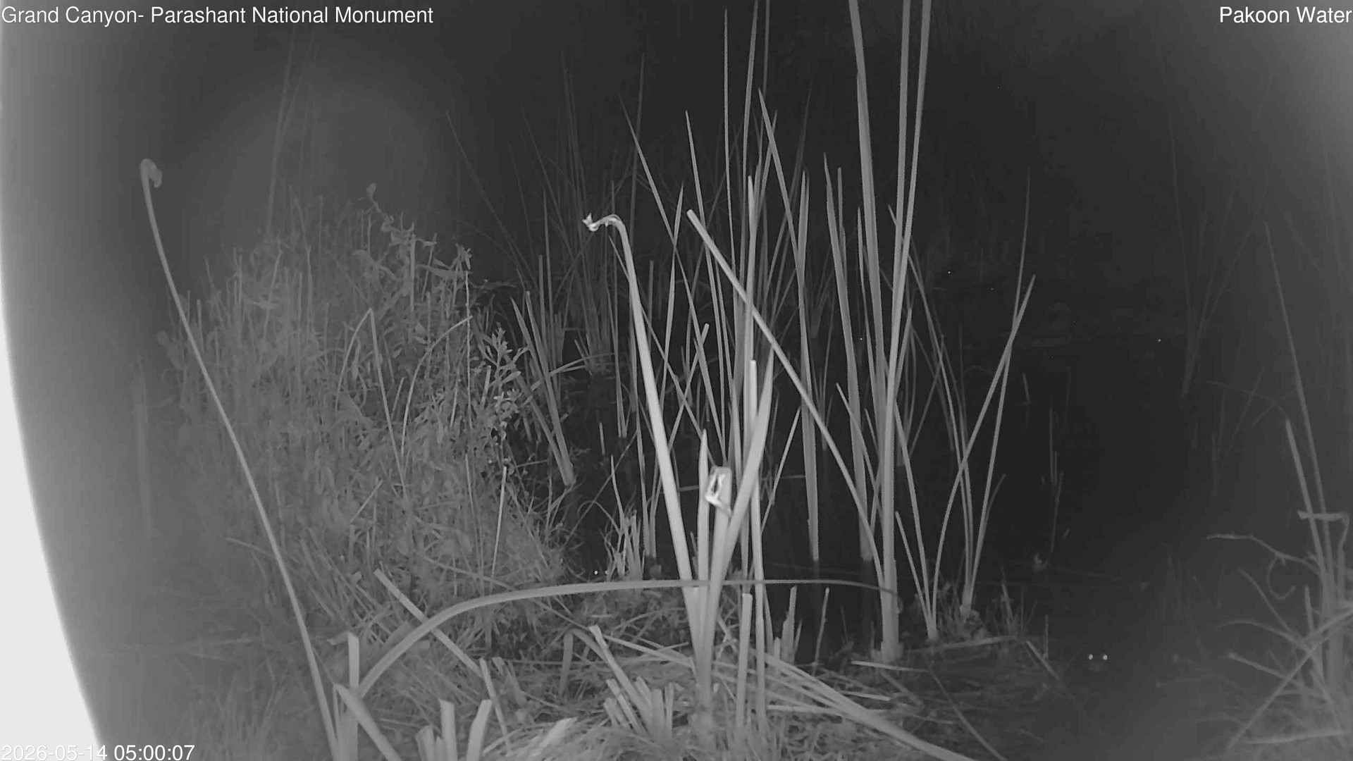 time-lapse frame, Pakoon Springs Stream Side webcam
