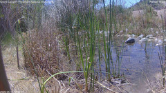 view from Pakoon Springs Stream Side on 2026-05-14