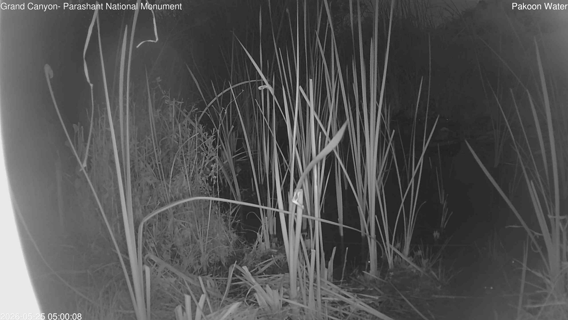 time-lapse frame, Pakoon Springs Stream Side webcam