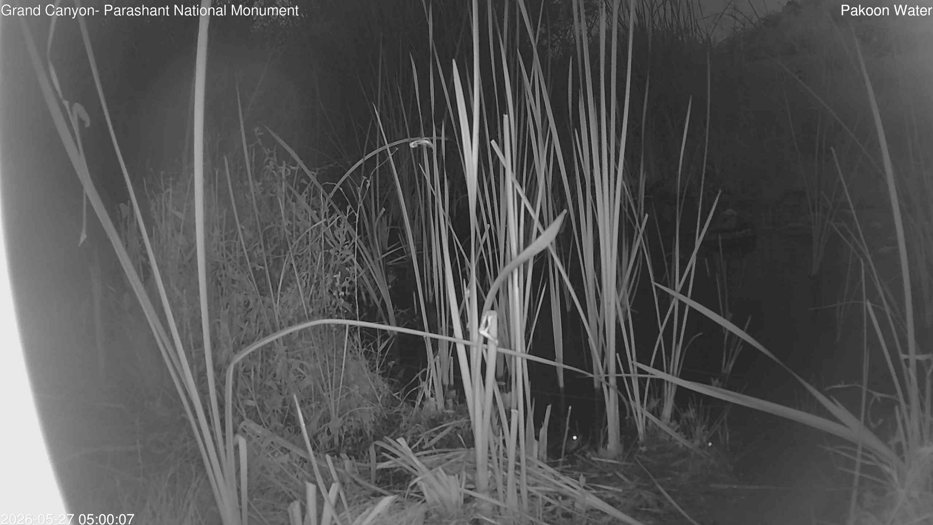 time-lapse frame, Pakoon Springs Stream Side webcam
