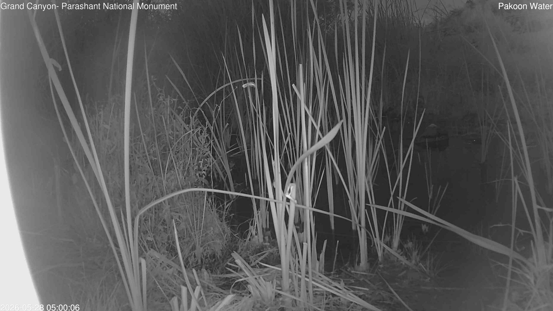 time-lapse frame, Pakoon Springs Stream Side webcam