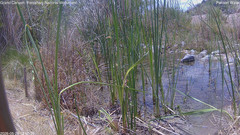 view from Pakoon Springs Stream Side on 2026-05-29