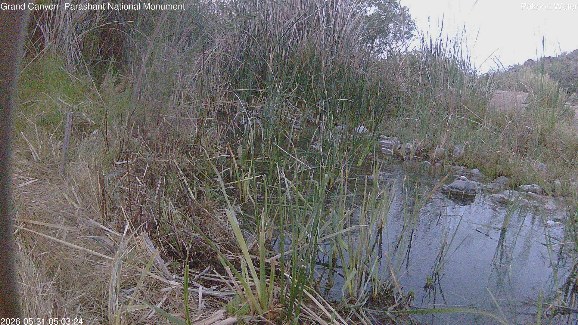 time-lapse frame, Pakoon Springs Stream Side webcam