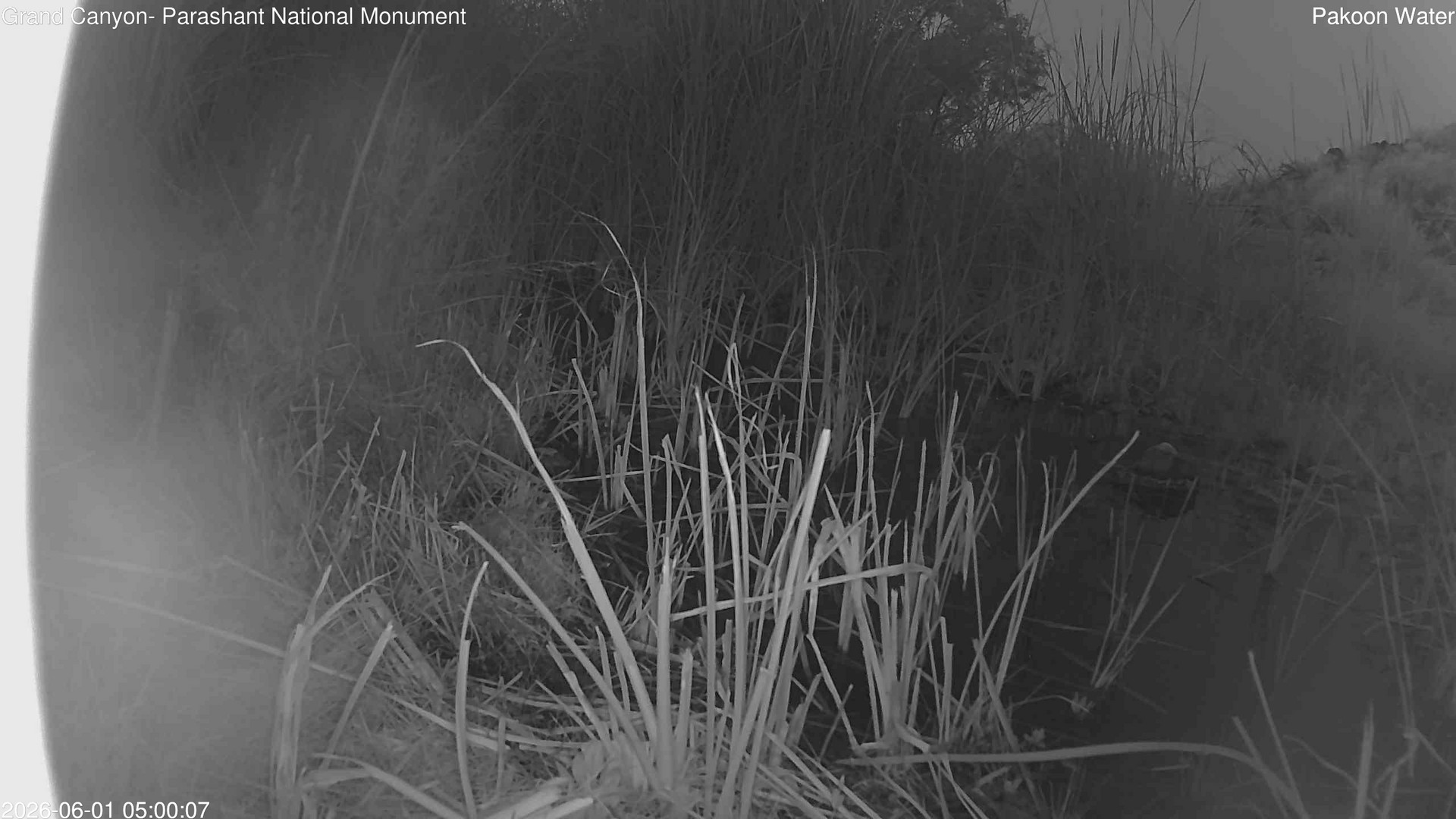 time-lapse frame, Pakoon Springs Stream Side webcam