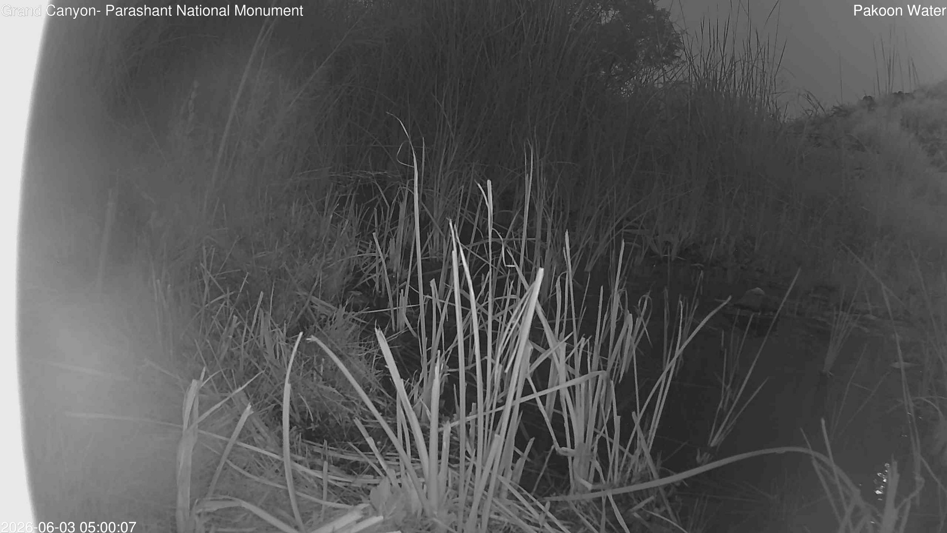 time-lapse frame, Pakoon Springs Stream Side webcam
