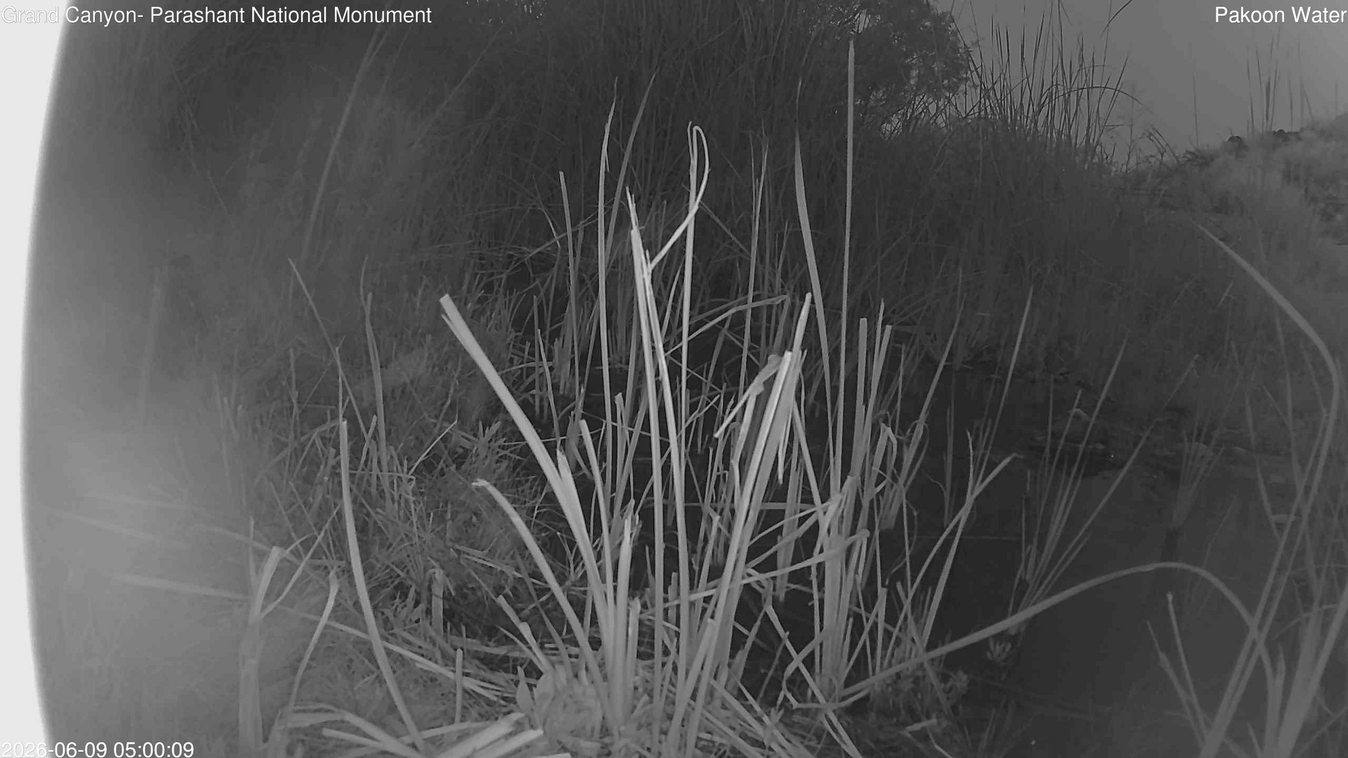 time-lapse frame, Pakoon Springs Stream Side webcam