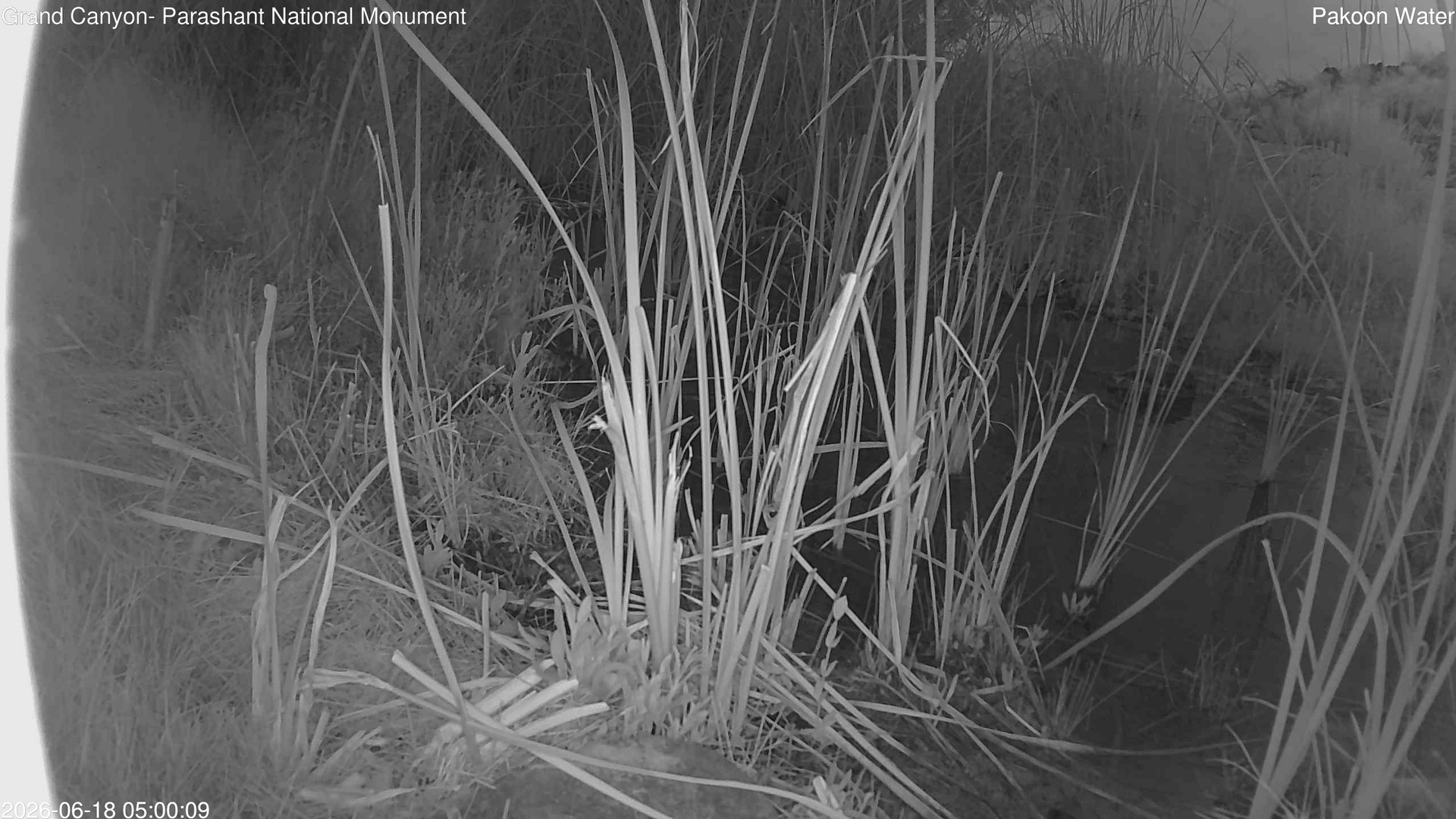 time-lapse frame, Pakoon Springs Stream Side webcam