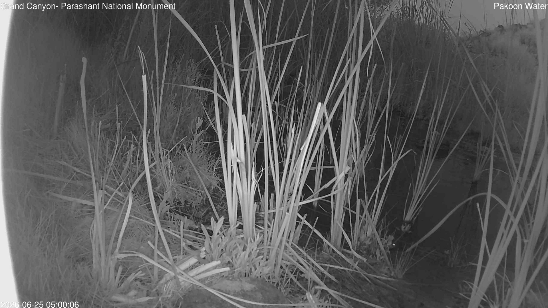 time-lapse frame, Pakoon Springs Stream Side webcam