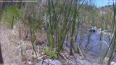 view from Pakoon Springs Stream Side on 2026-06-25