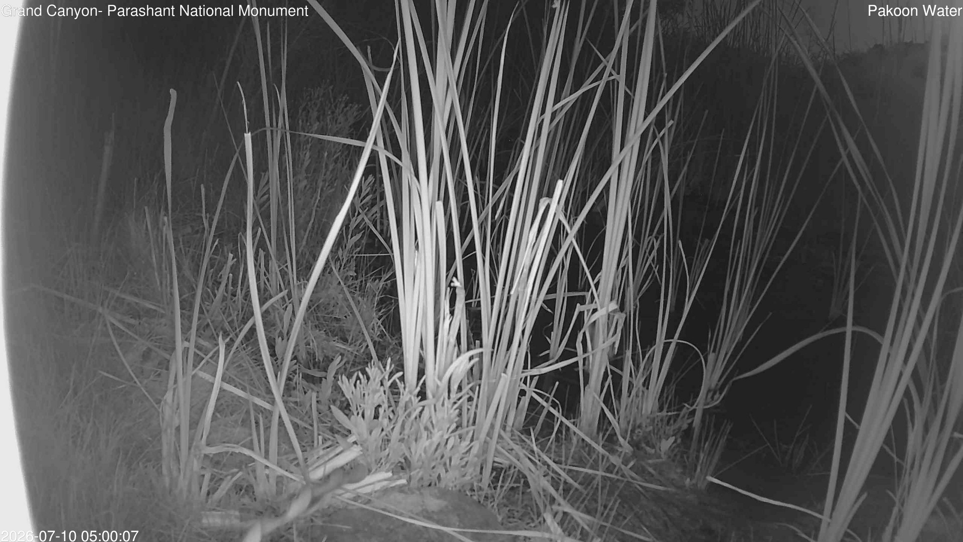 time-lapse frame, Pakoon Springs Stream Side webcam