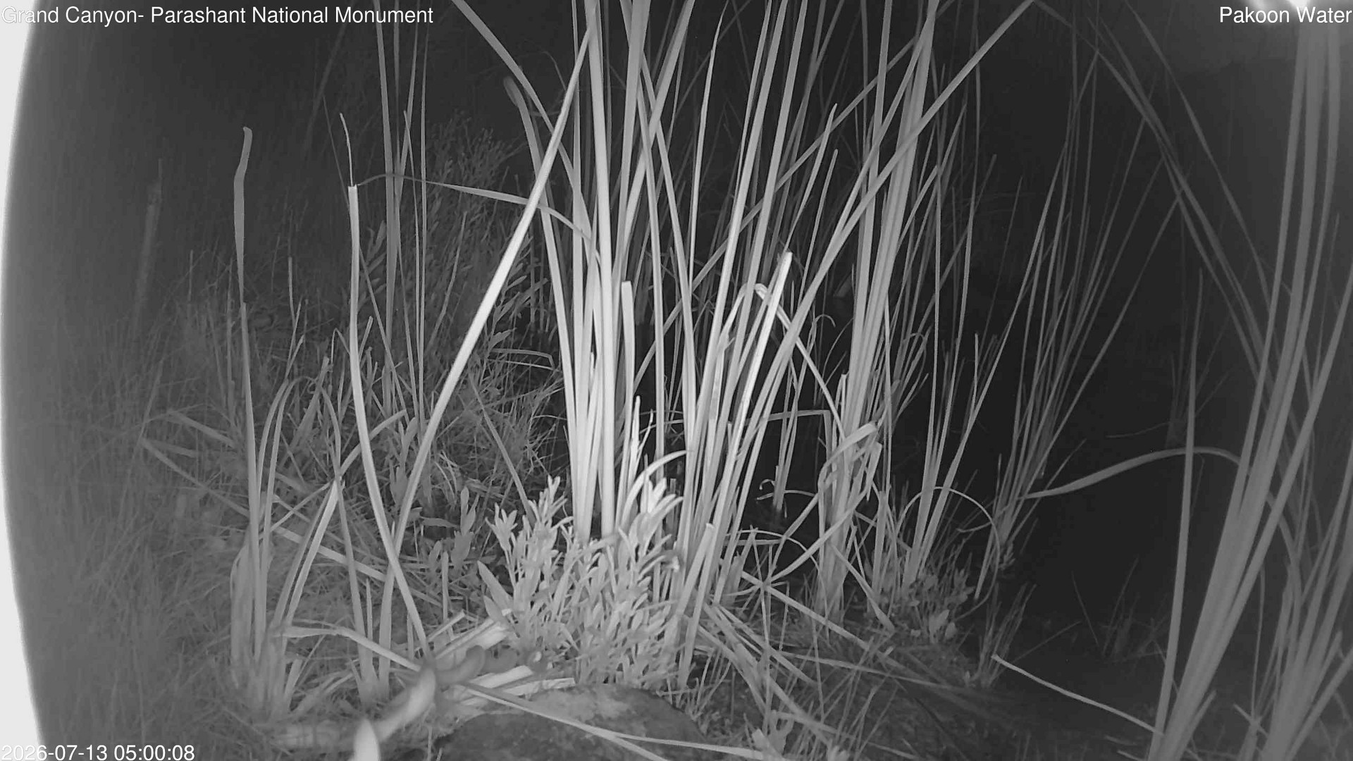 time-lapse frame, Pakoon Springs Stream Side webcam