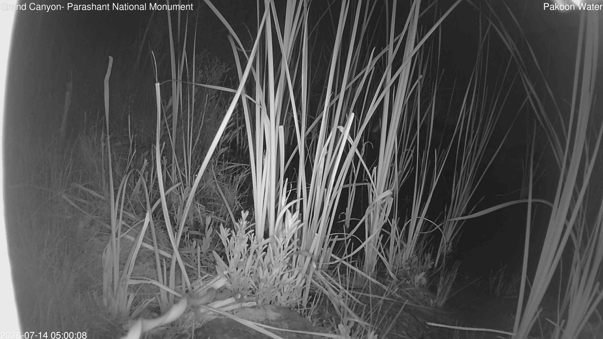 time-lapse frame, Pakoon Springs Stream Side webcam