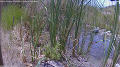 view from Pakoon Springs Stream Side on 2026-07-14