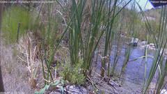 view from Pakoon Springs Stream Side on 2026-07-16