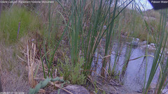 view from Pakoon Springs Stream Side on 2026-07-17
