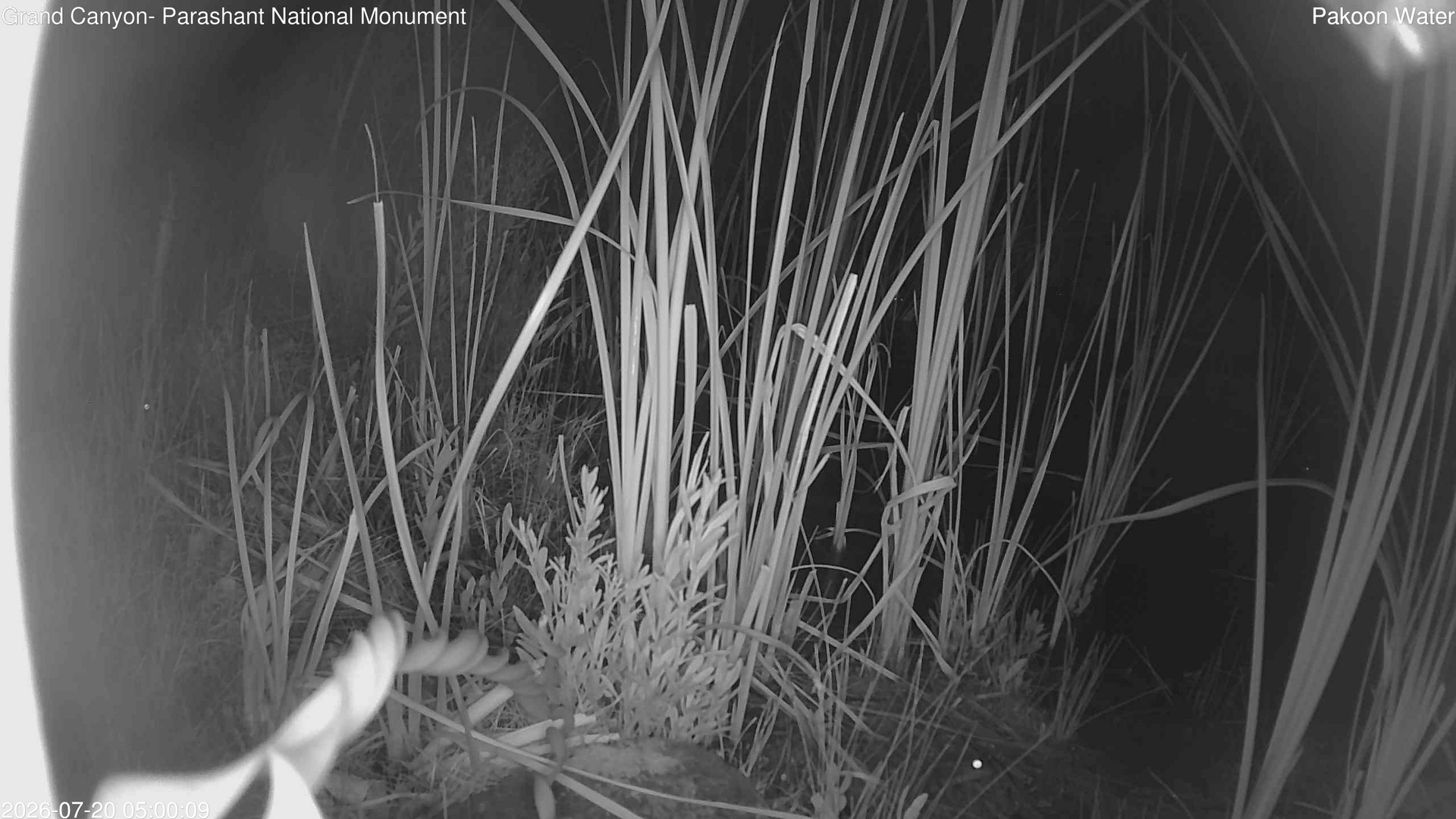 time-lapse frame, Pakoon Springs Stream Side webcam