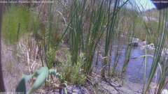 view from Pakoon Springs Stream Side on 2026-07-22