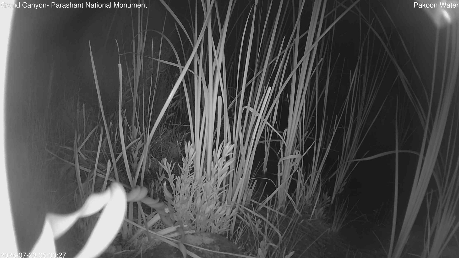 time-lapse frame, Pakoon Springs Stream Side webcam