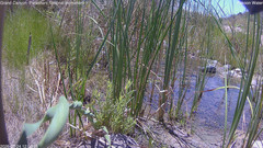 view from Pakoon Springs Stream Side on 2026-07-24