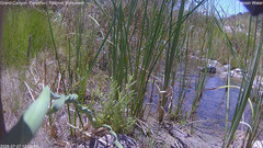 view from Pakoon Springs Stream Side on 2026-07-27