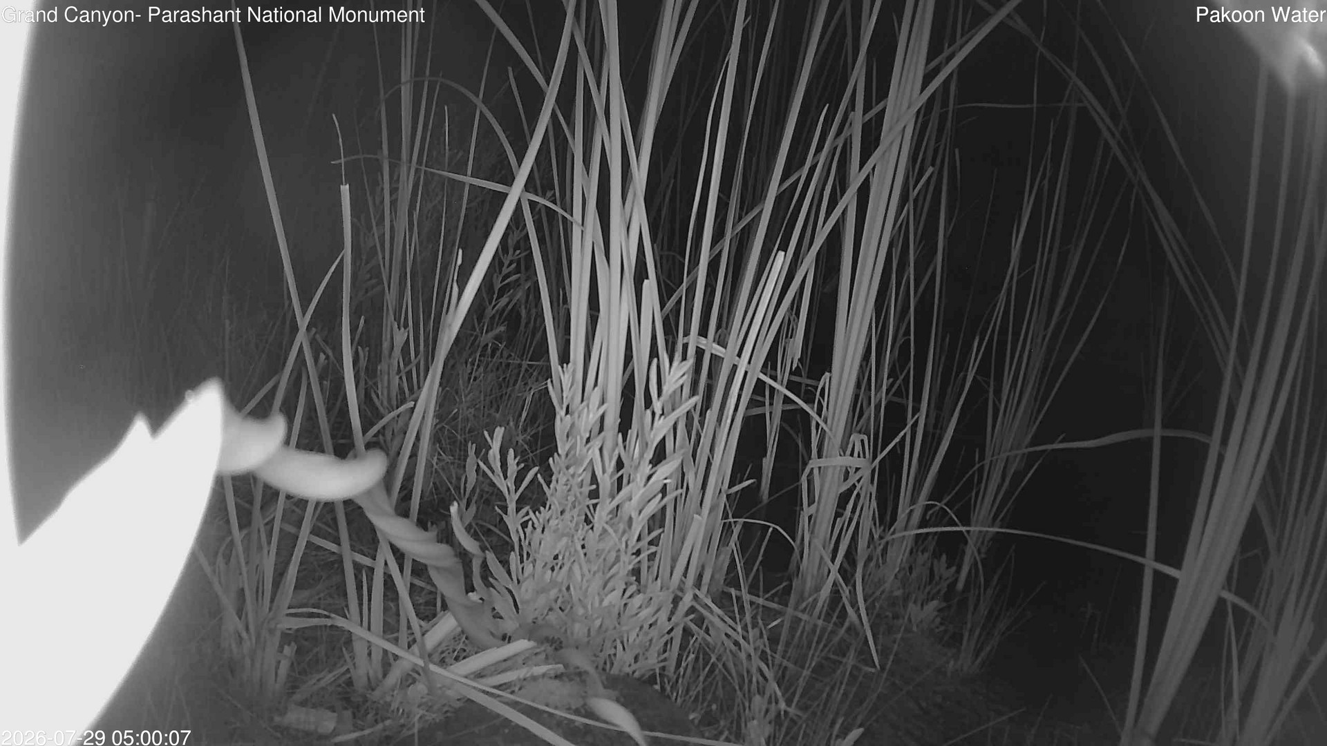 time-lapse frame, Pakoon Springs Stream Side webcam