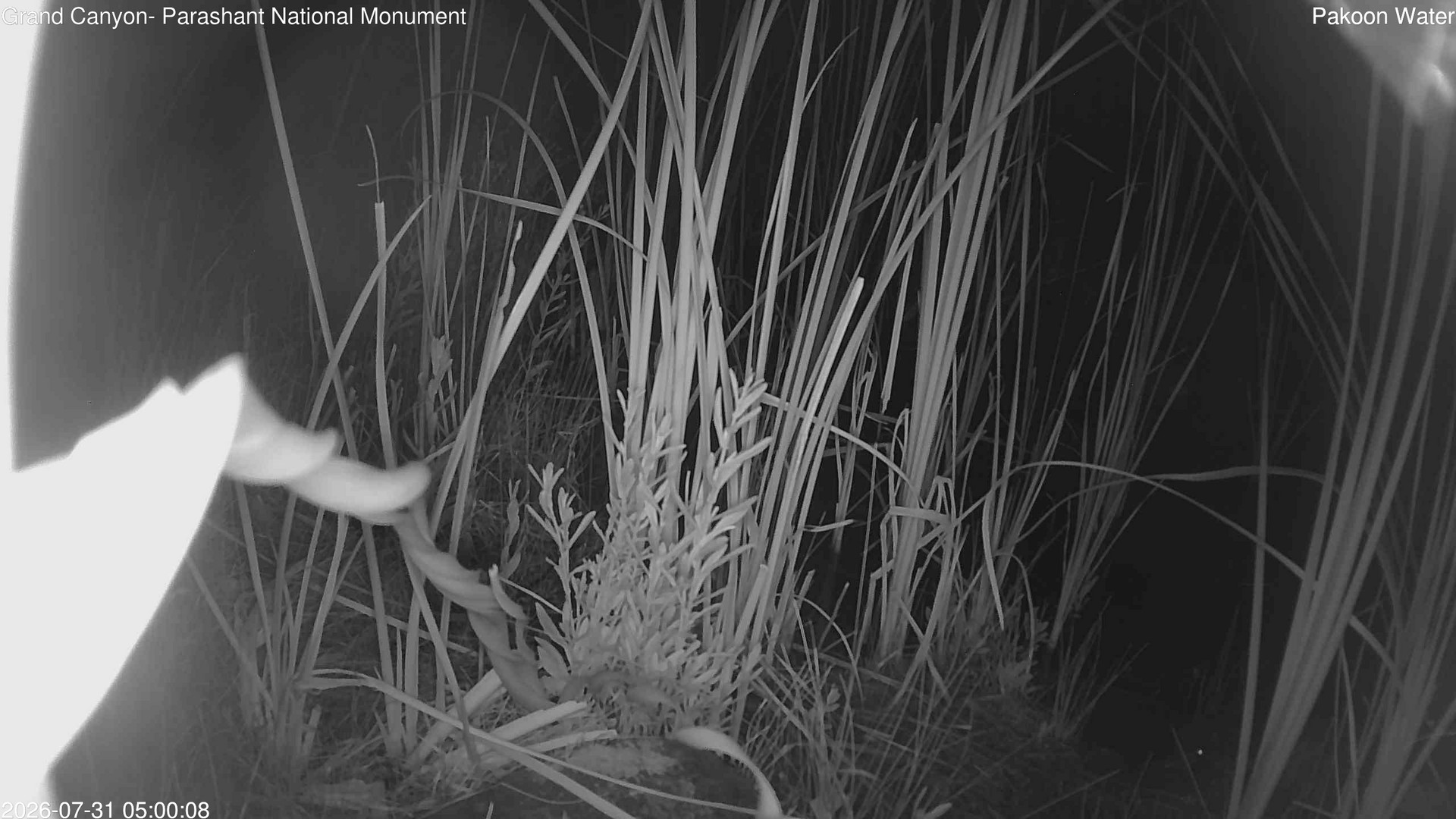 time-lapse frame, Pakoon Springs Stream Side webcam