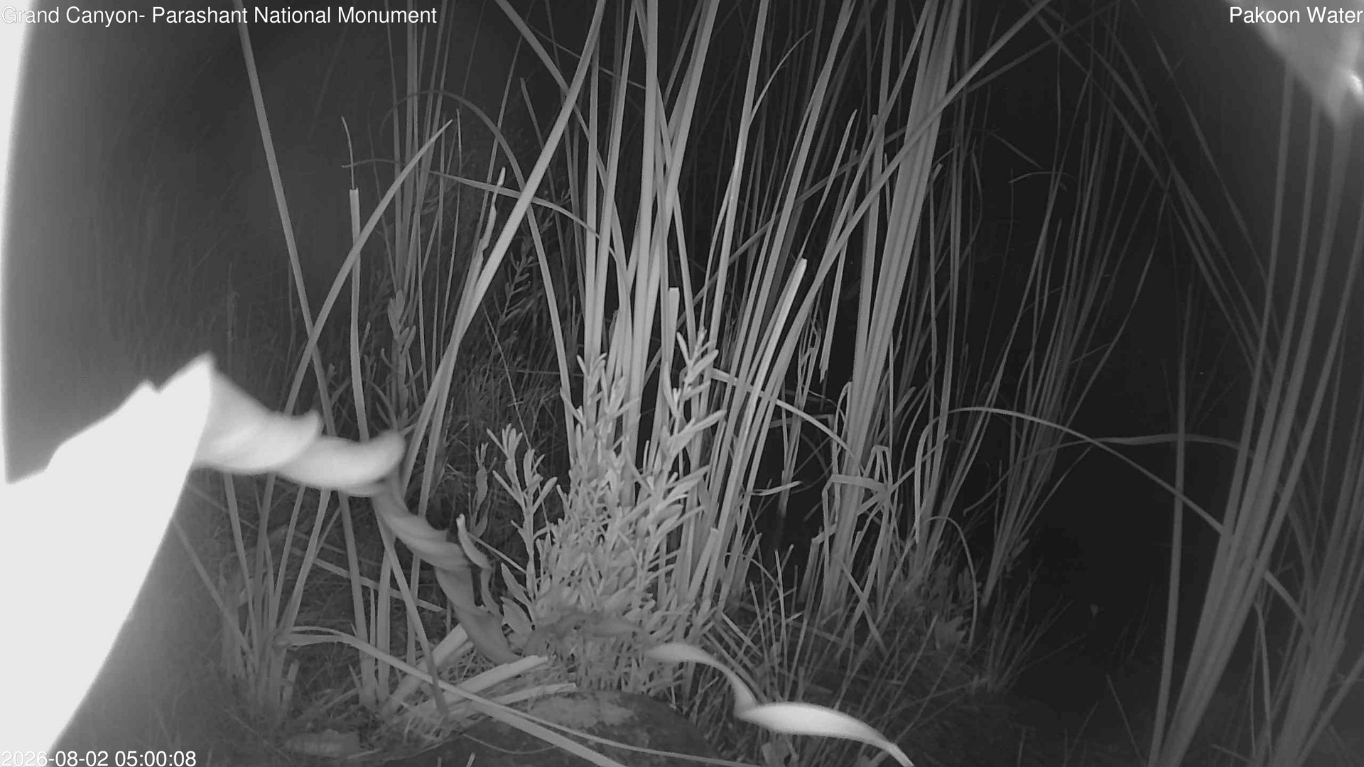 time-lapse frame, Pakoon Springs Stream Side webcam