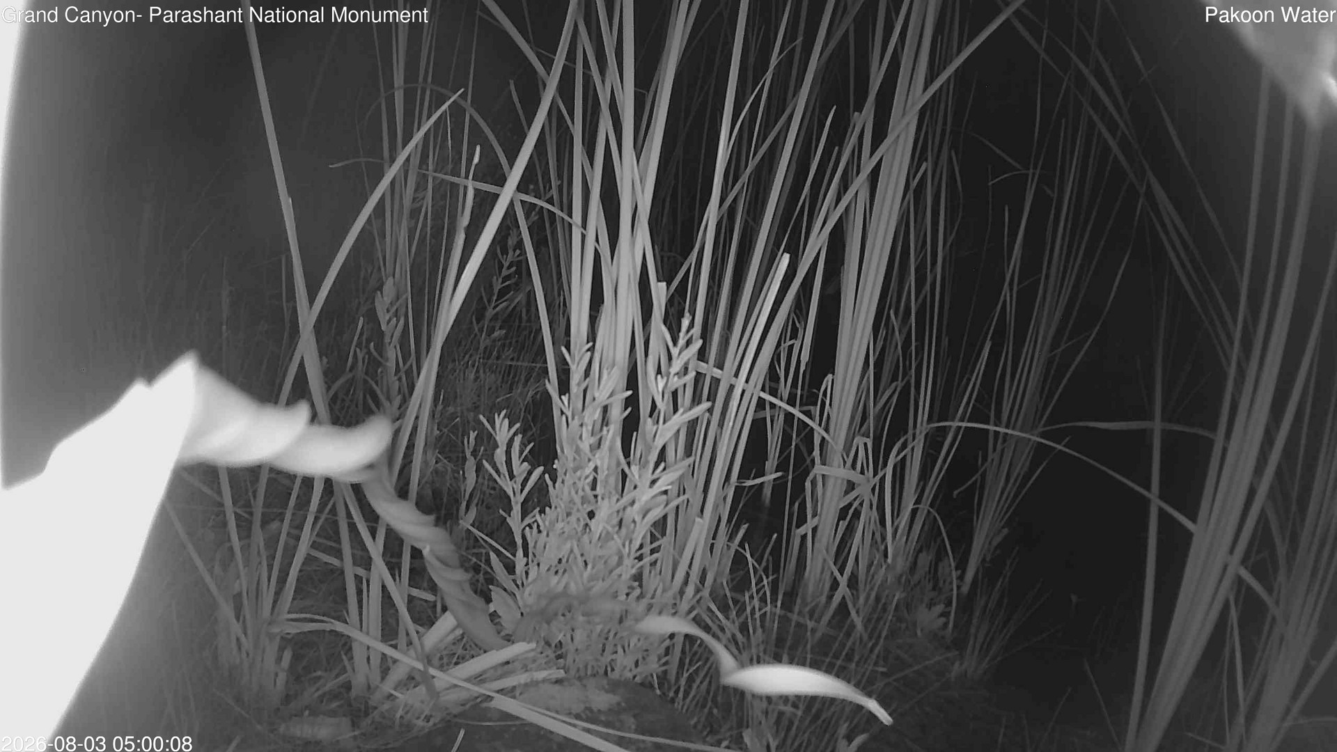 time-lapse frame, Pakoon Springs Stream Side webcam