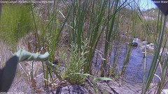 view from Pakoon Springs Stream Side on 2026-08-05