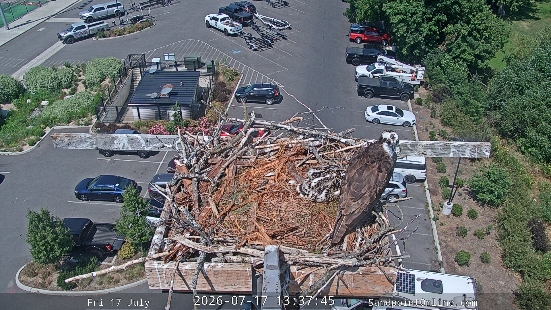 time-lapse frame, Sandpoint Online - Osprey Nest Time-lapse webcam