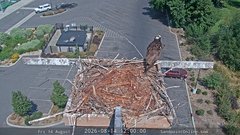 view from Sandpoint Online - Osprey Nest Time-lapse on 2026-08-14
