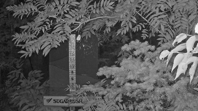 time-lapse frame, Sugarbush Mid-Mountain Snow Stake webcam