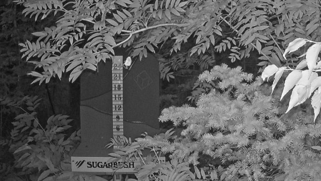 time-lapse frame, Sugarbush Mid-Mountain Snow Stake webcam