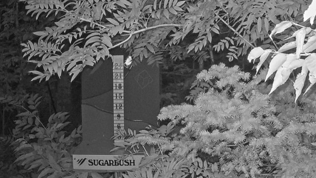 time-lapse frame, Sugarbush Mid-Mountain Snow Stake webcam