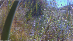 view from Pakoon Springs Stream Side on 2024-11-11