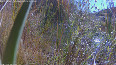 view from Pakoon Springs Stream Side on 2024-11-18