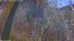 view from Pakoon Springs Stream Side on 2024-11-22