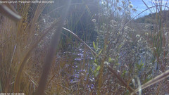 view from Pakoon Springs Stream Side on 2024-12-16