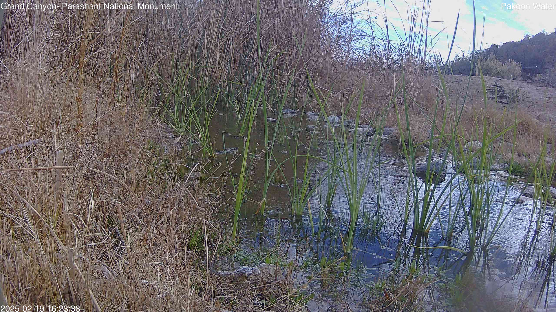 time-lapse frame, Pakoon Springs Stream Side webcam