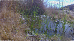 view from Pakoon Springs Stream Side on 2025-03-01