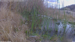 view from Pakoon Springs Stream Side on 2025-03-03