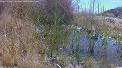 view from Pakoon Springs Stream Side on 2025-03-09