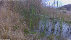 view from Pakoon Springs Stream Side on 2025-03-12